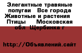 Элегантные травяные попугаи - Все города Животные и растения » Птицы   . Московская обл.,Щербинка г.